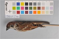 藏品(麻雀)的圖片